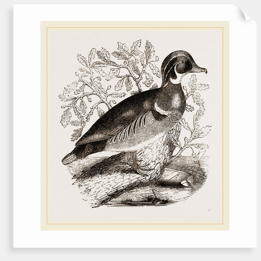Summer Duck by Anonymous