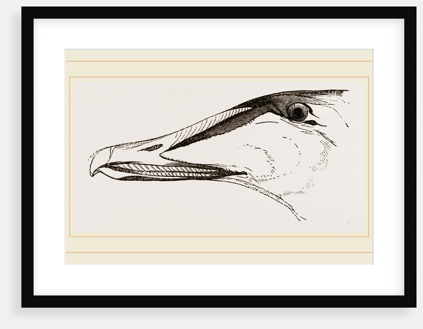 Bill of Eider-Duck by Anonymous