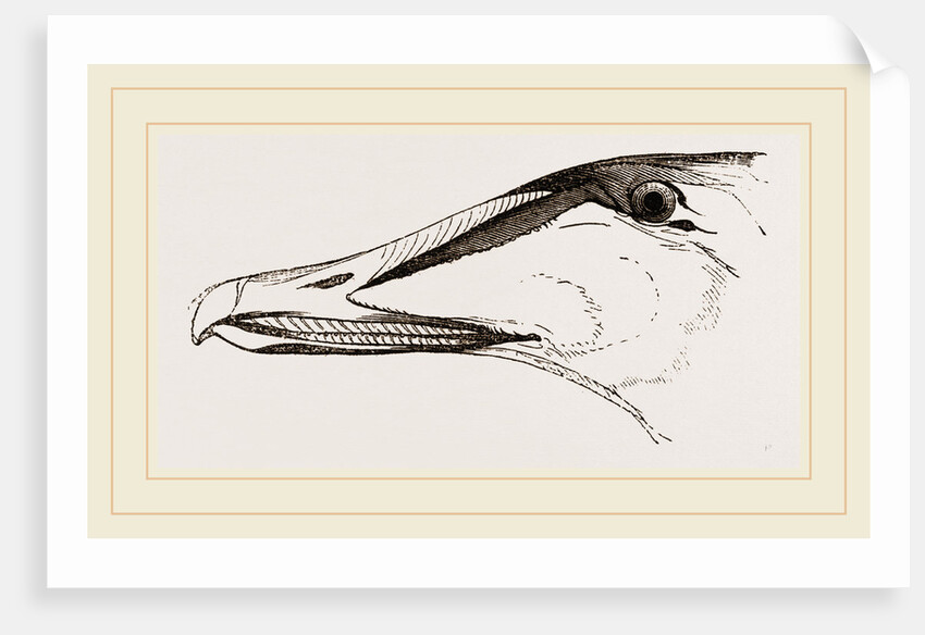 Bill of Eider-Duck by Anonymous