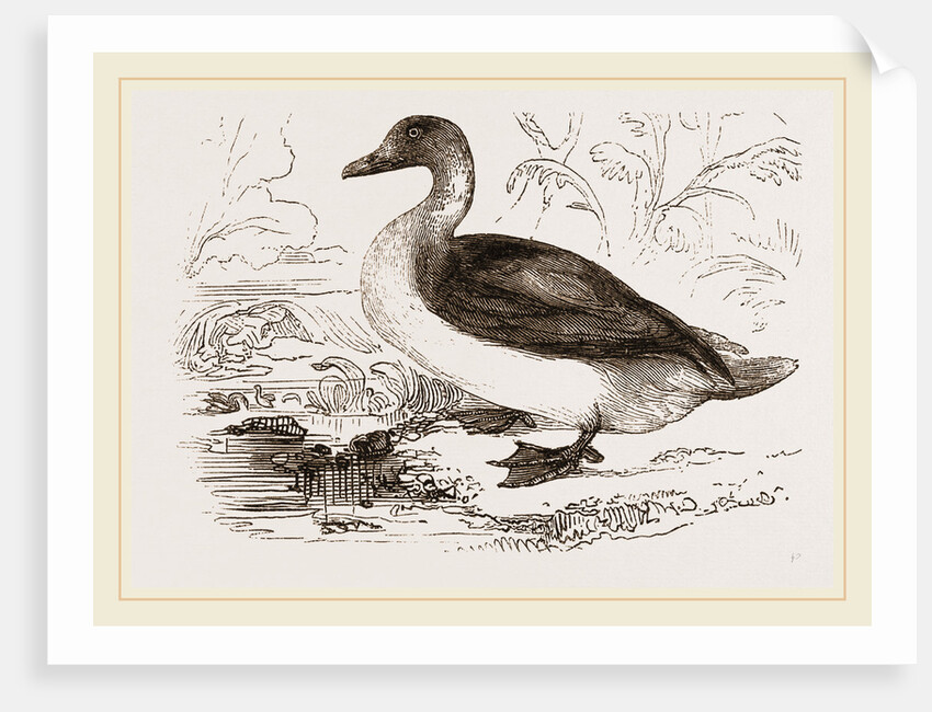 Long-tailed Duck Female by Anonymous