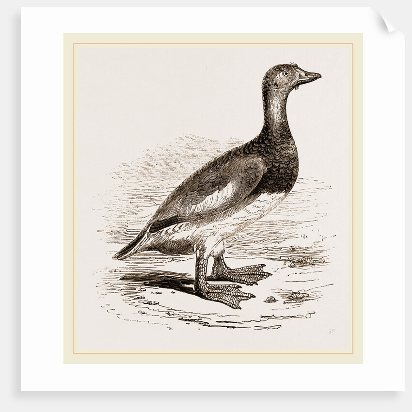 Steamer-Duck by Anonymous
