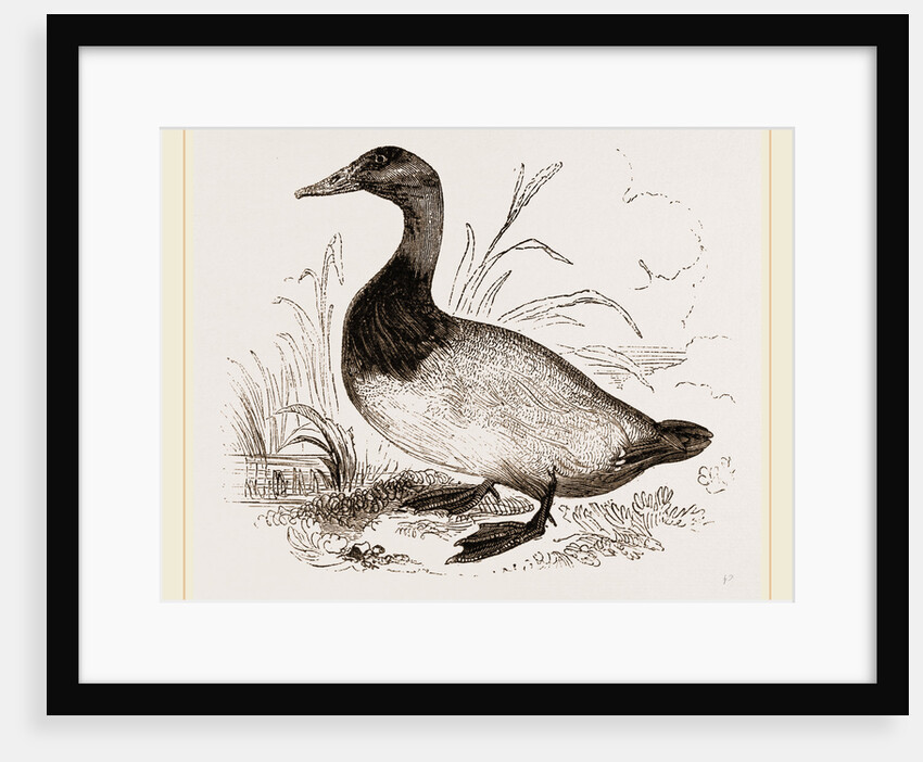 Canvas-back Duck by Anonymous