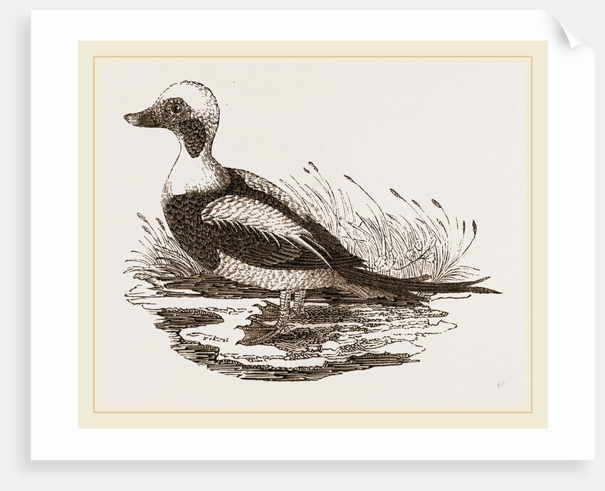 Long-tailed Duck Male by Anonymous