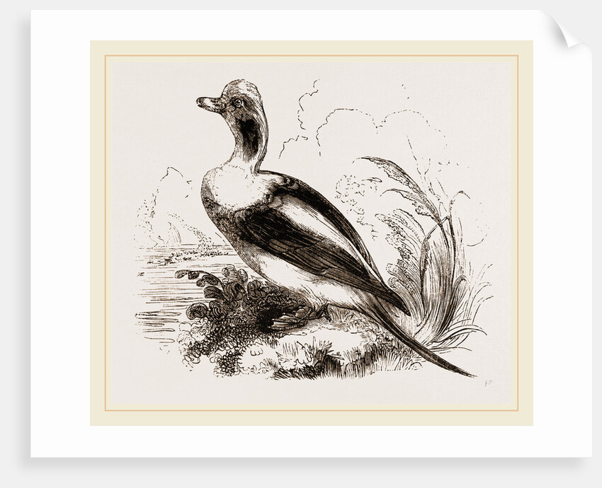 Long-tailed Duck Male by Anonymous