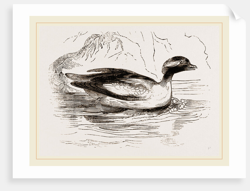 Spirit-Duck Male by Anonymous