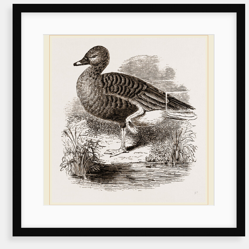 Beau Goose by Anonymous