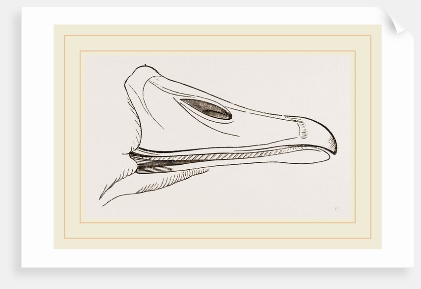 Bill of Egyptian Goose by Anonymous