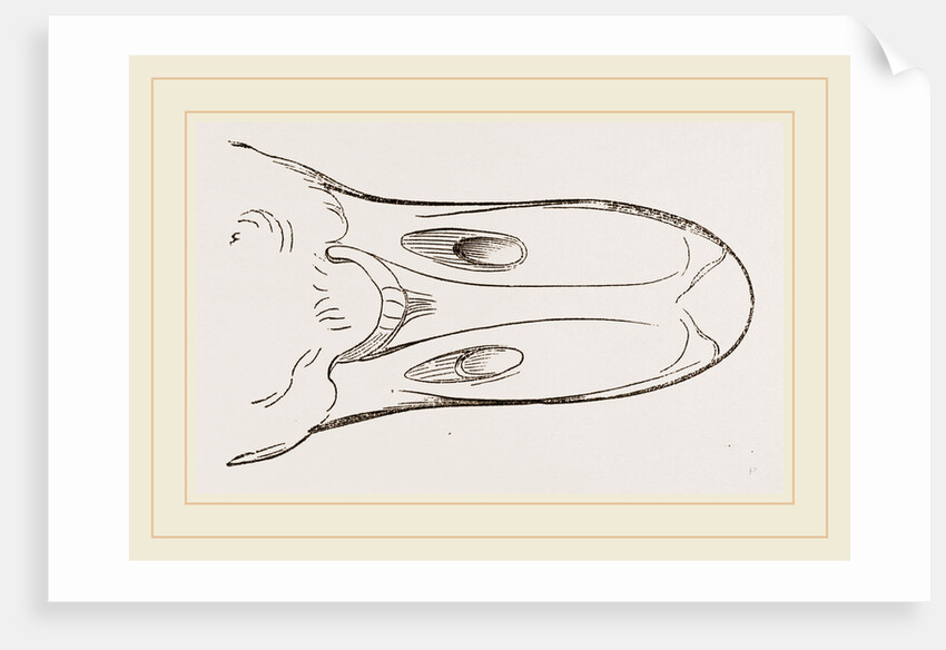Bill of Egyptian Goose by Anonymous