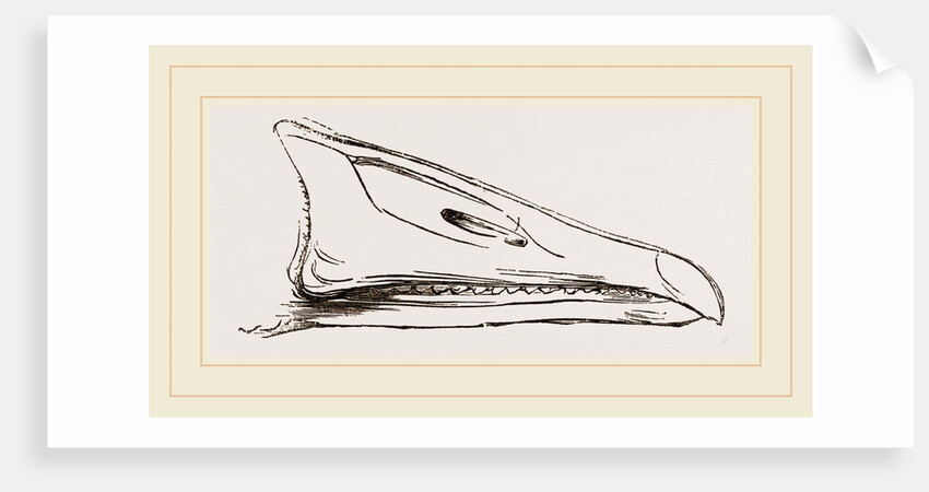 Bill of Grey-lag Goose by Anonymous