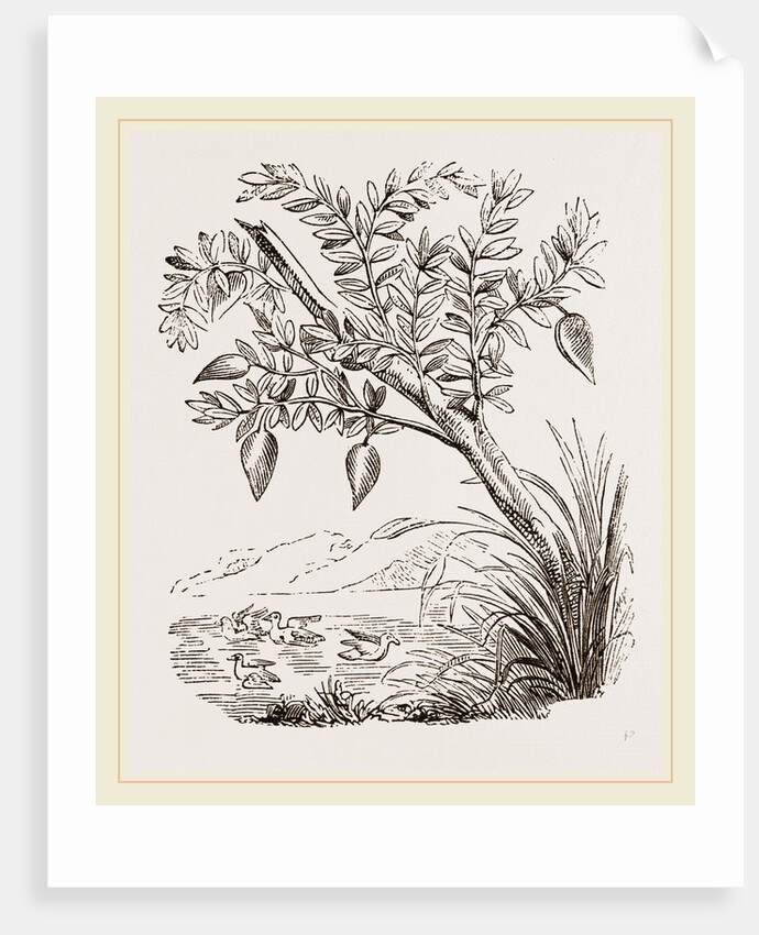 Bernicle Goose-tree by Anonymous