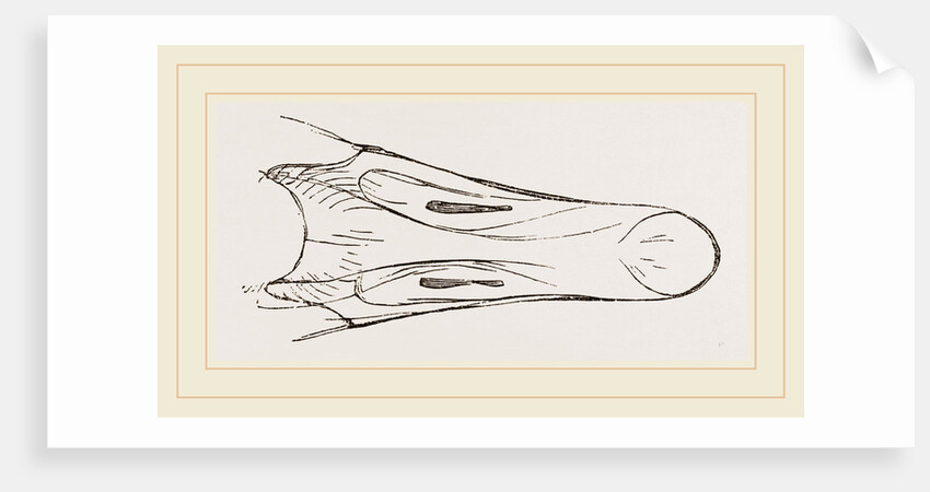 Bill of Snow Goose by Anonymous