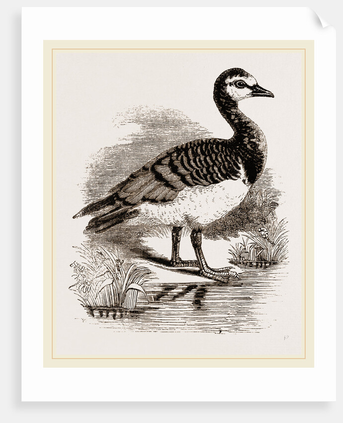Bernicle Goose by Anonymous