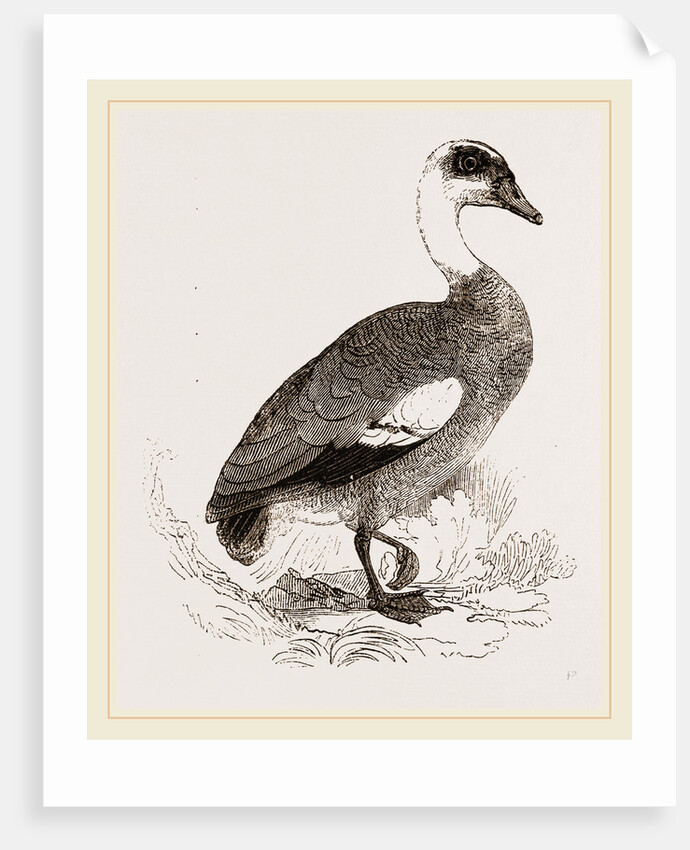 Egyptian Goose by Anonymous