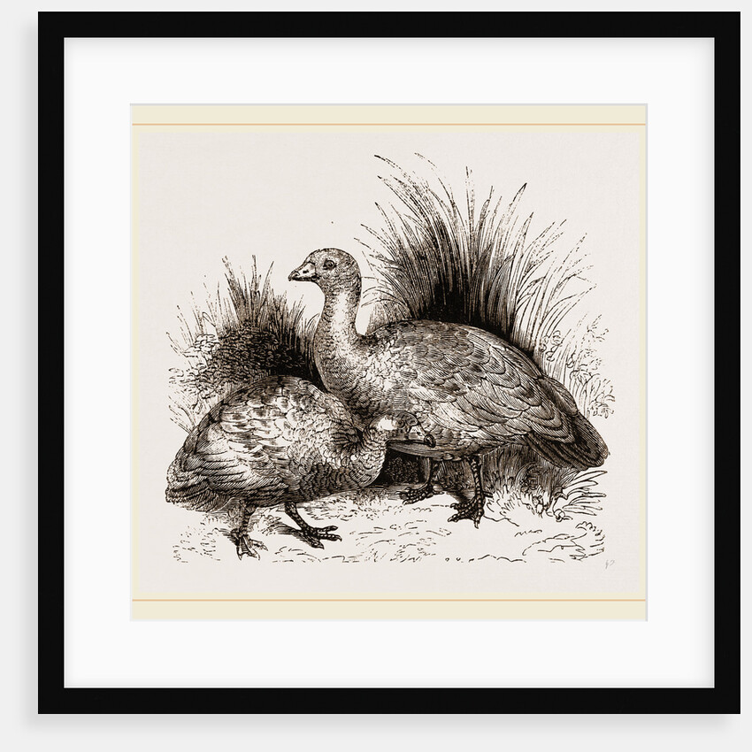Cereopsis Geese by Anonymous