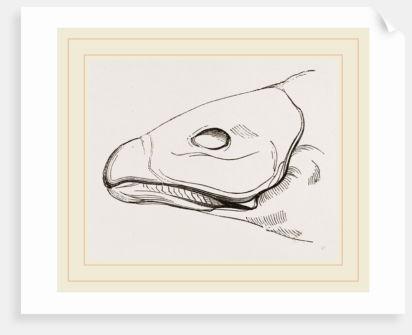 Bill of Cereopsis Goose by Anonymous