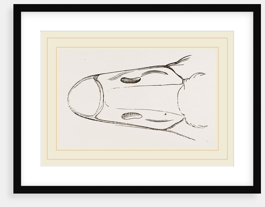 Bill of Cereopsis Goose by Anonymous