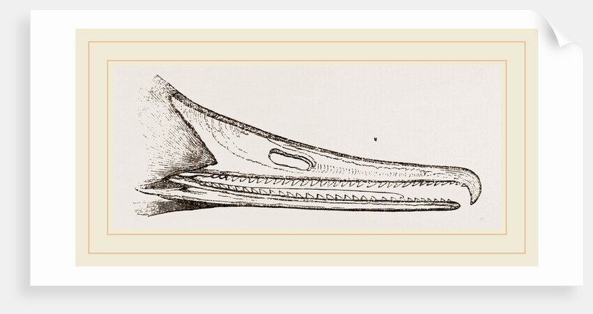Bill of Merganser by Anonymous