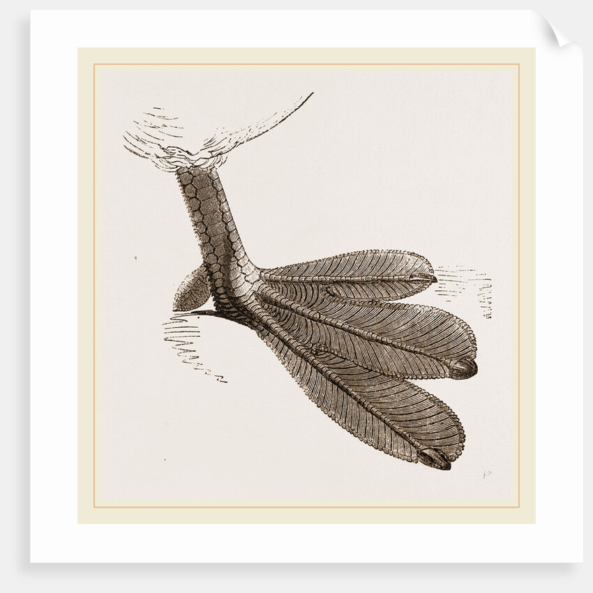 Foot of Grebe by Anonymous