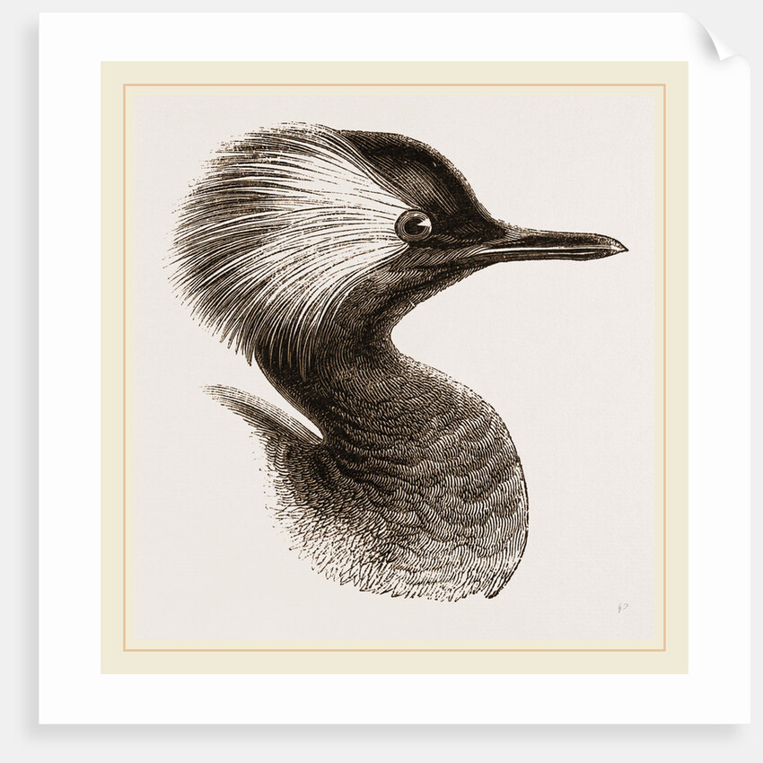 Head of Grebe by Anonymous
