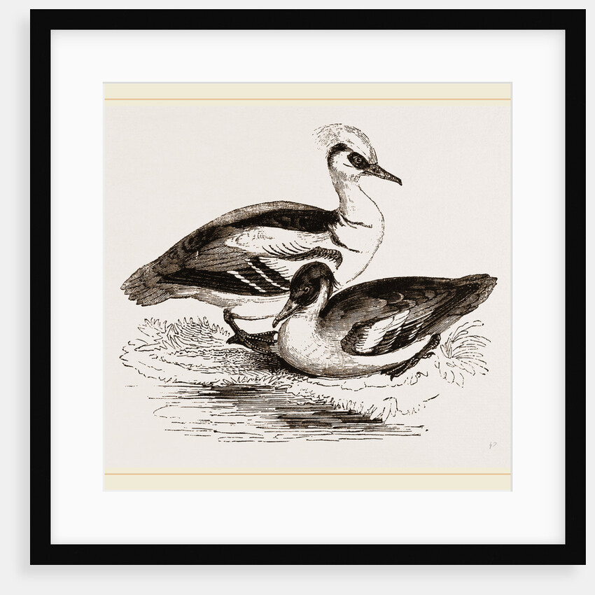 Smews by Anonymous