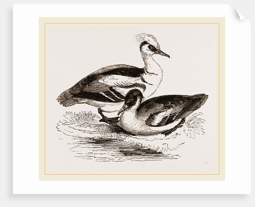 Smews by Anonymous