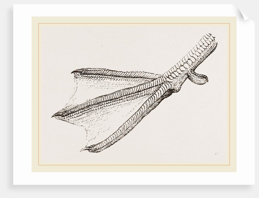 Foot of Merganser by Anonymous