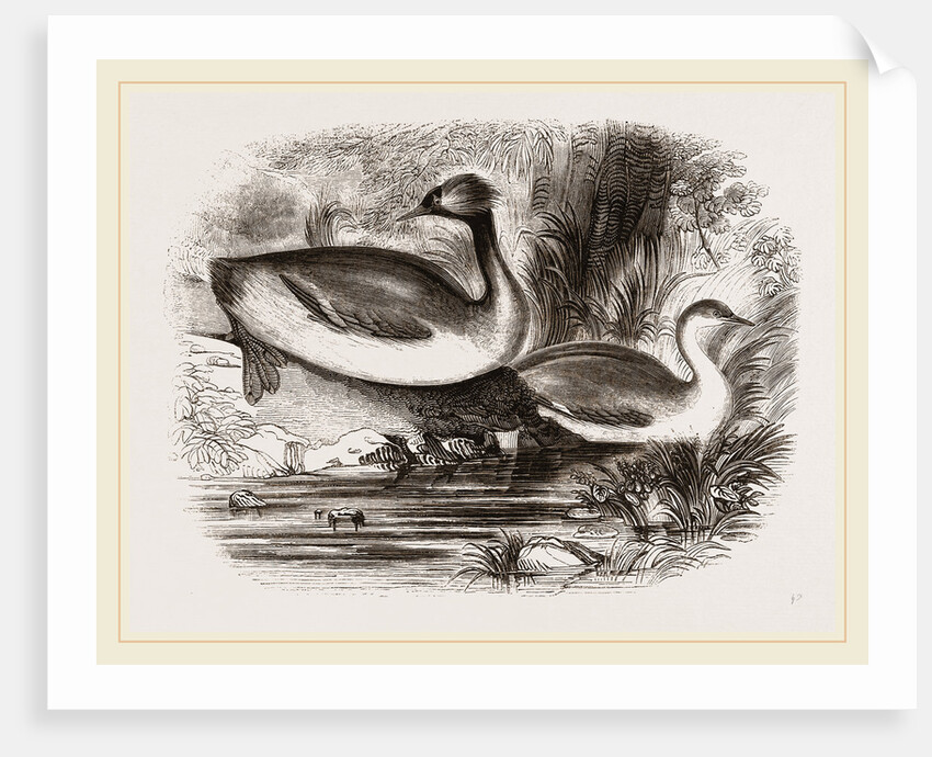 Eared Grebes by Anonymous
