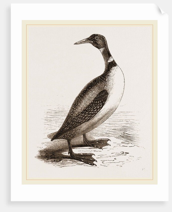 Northern Diver by Anonymous