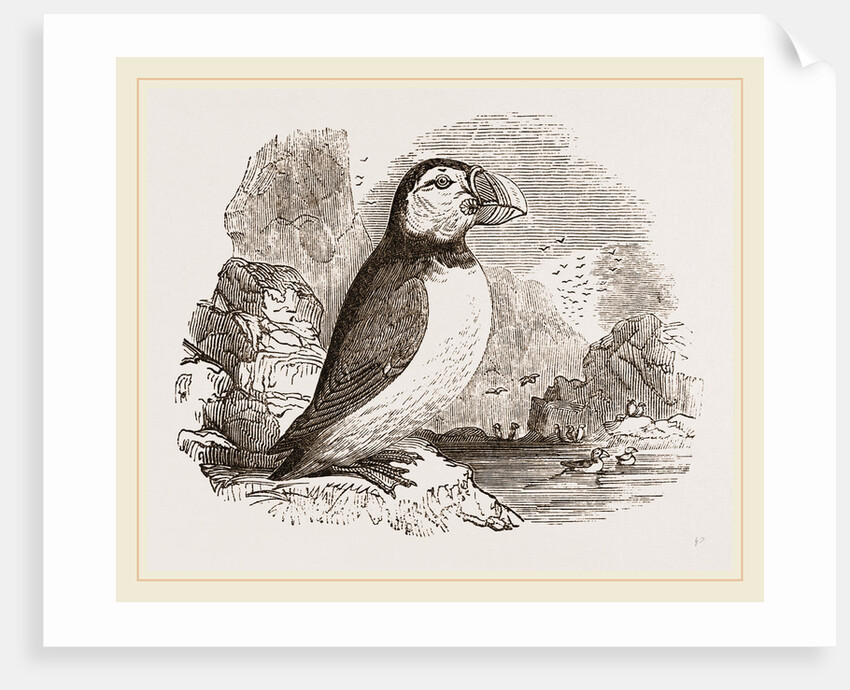 Puffin by Anonymous