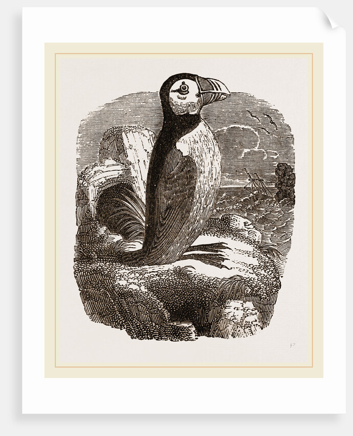 Puffin by Anonymous