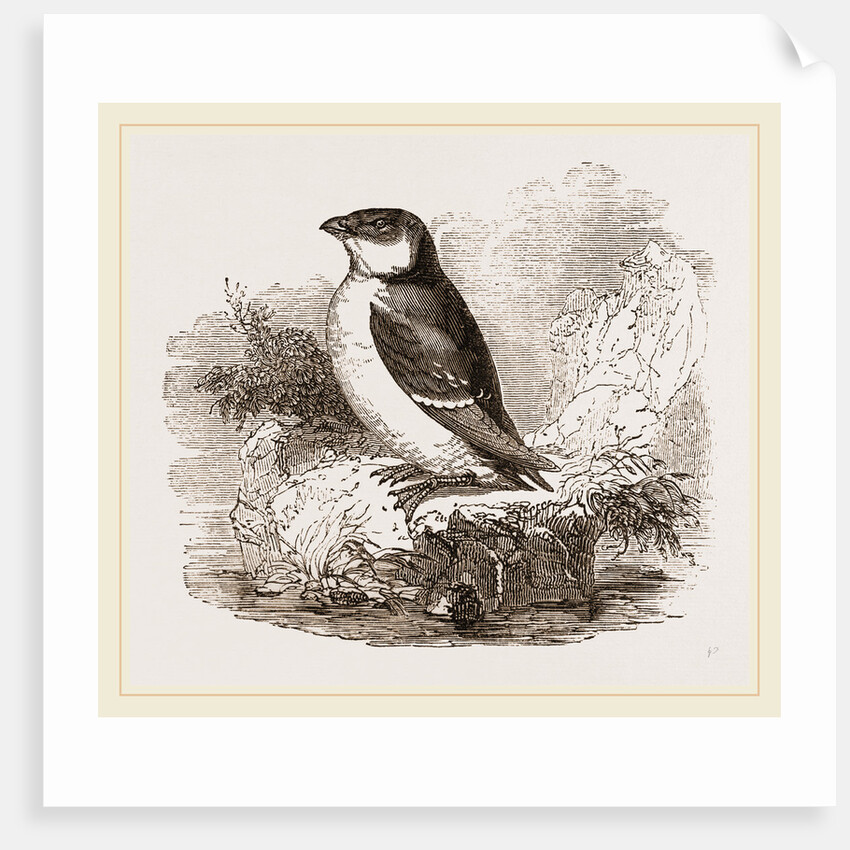 Little Auk by Anonymous