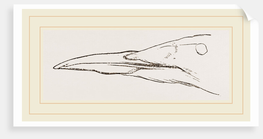 Bill of Guillemot by Anonymous