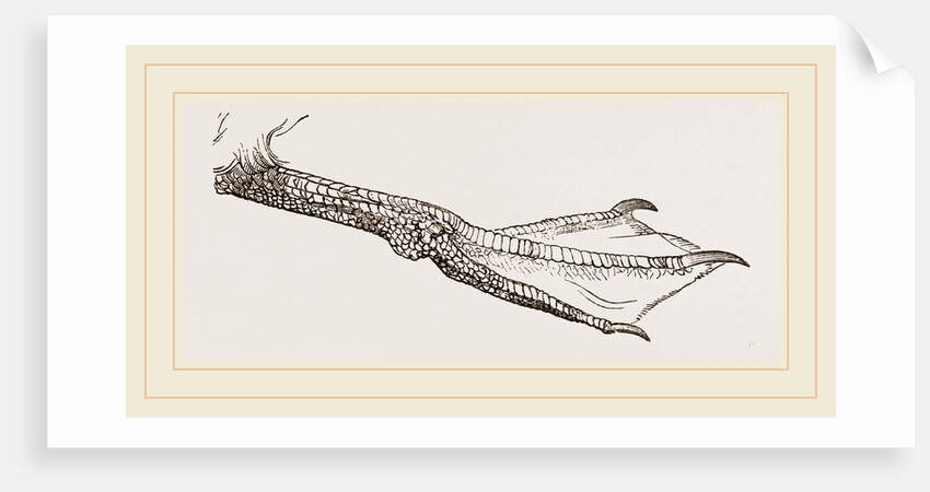 Foot of Guillemot by Anonymous