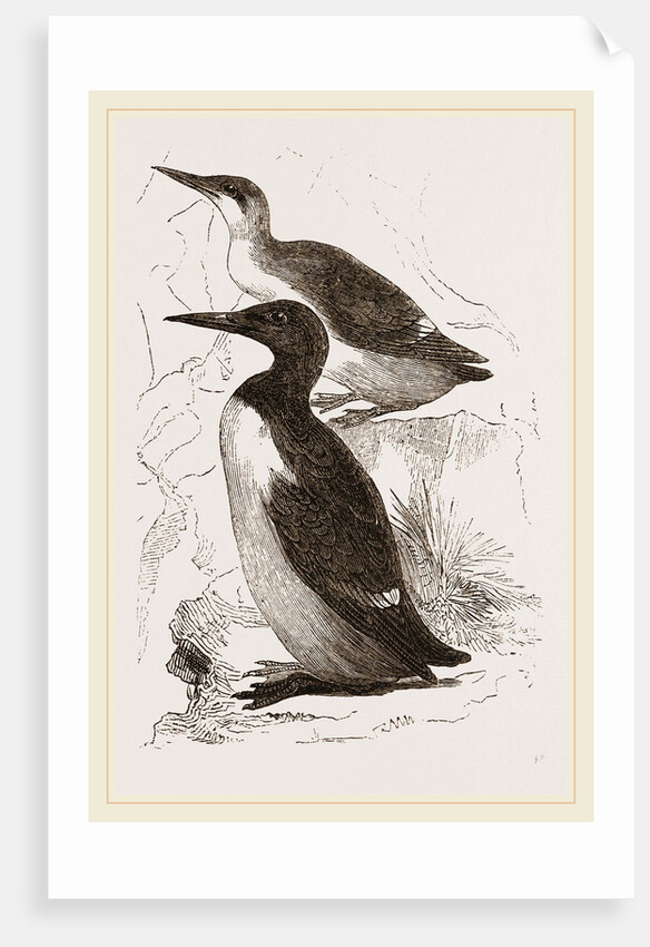 Foolish Guillemots by Anonymous