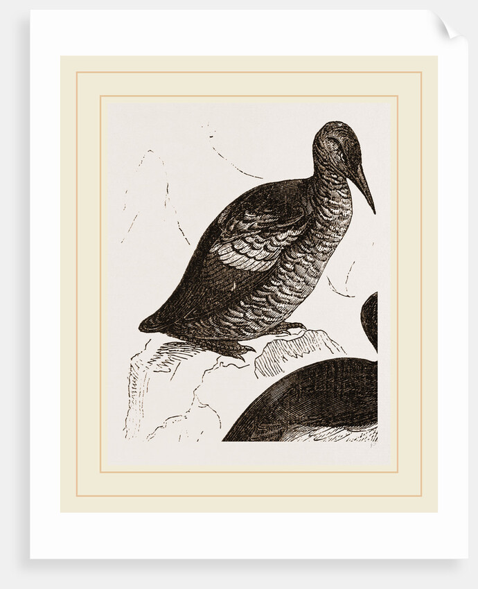 Black Guillemot by Anonymous