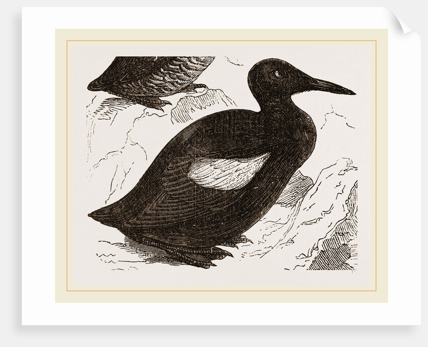 Black Guillemot by Anonymous
