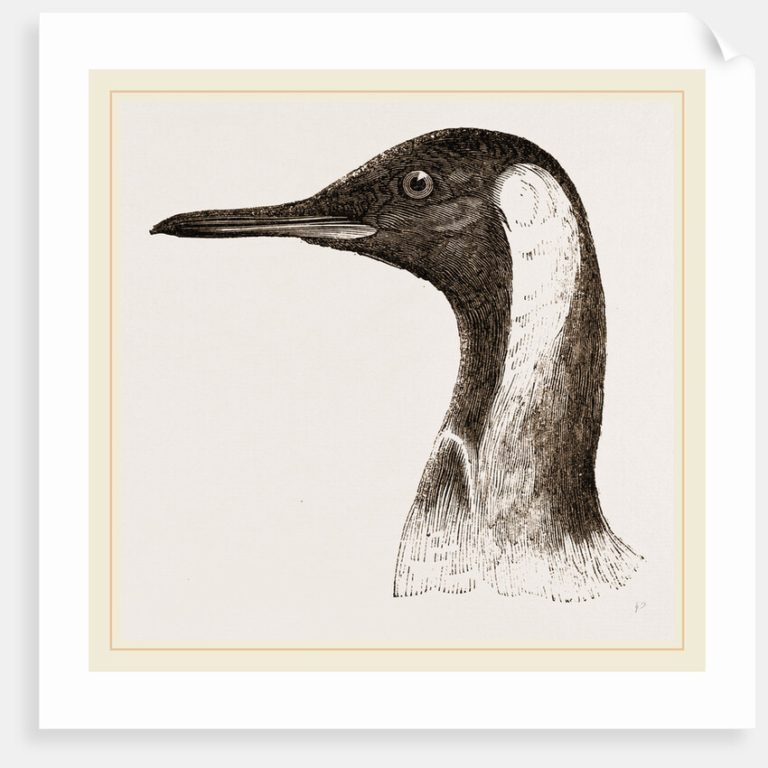 Head of King Penguin by Anonymous
