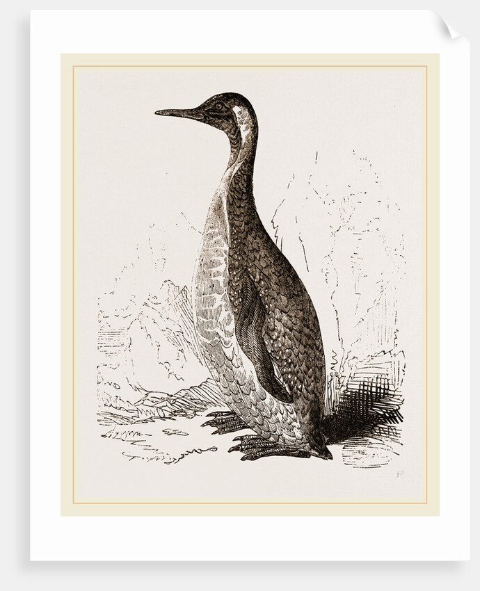 Patagonian Penguin by Anonymous