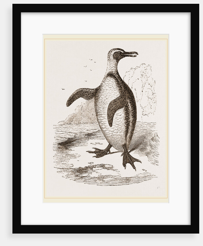 Jackass Penguin by Anonymous