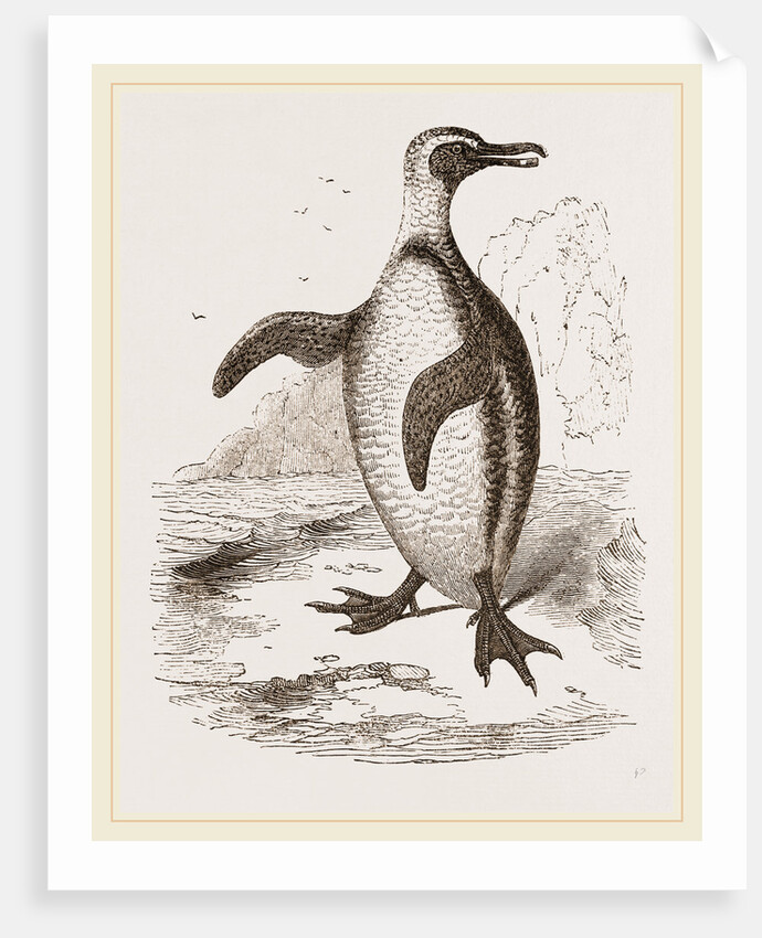 Jackass Penguin by Anonymous