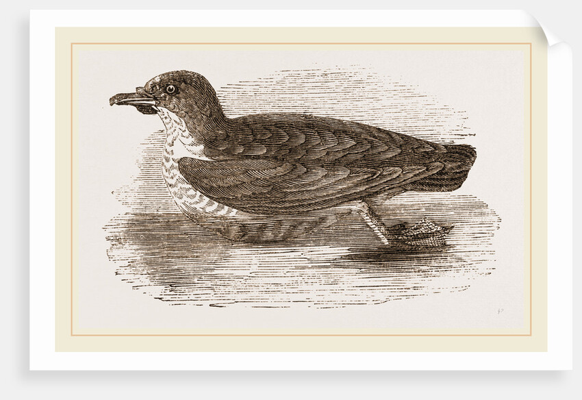 Grebe Petrel by Anonymous
