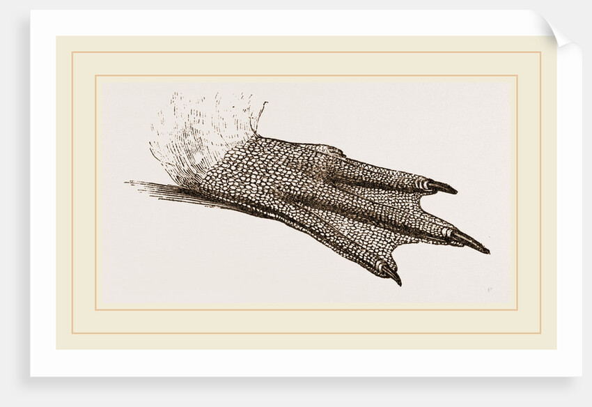 Foot of King Penguin by Anonymous