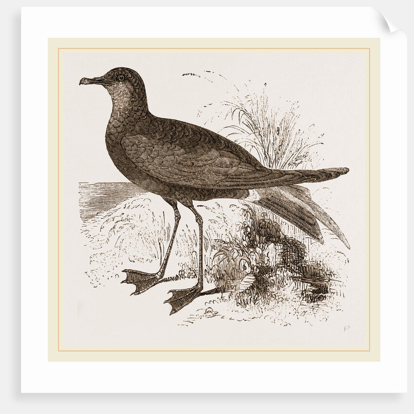 Wilson's Petrel by Anonymous