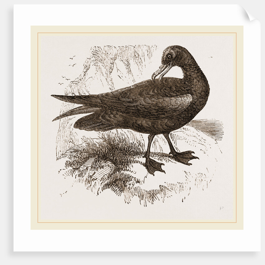 Black Petrel by Anonymous