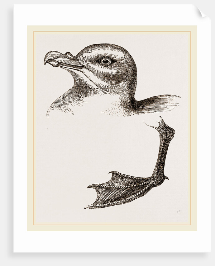 Head and Foot of Fulmar by Anonymous