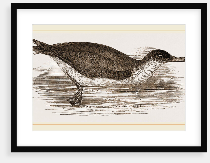 Manks Shearwater by Anonymous