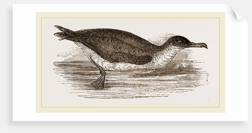 Manks Shearwater by Anonymous