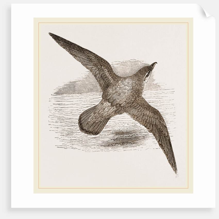 Blue Petrel by Anonymous