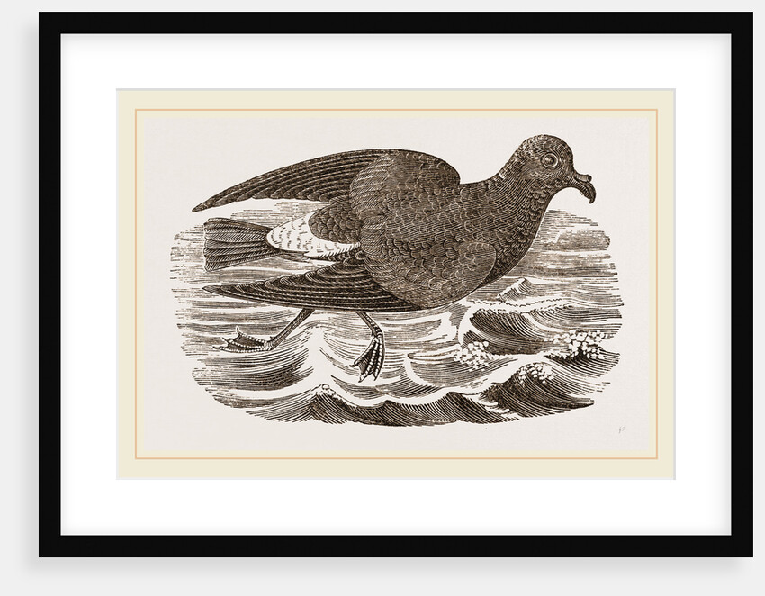 Stormy Petrel by Anonymous