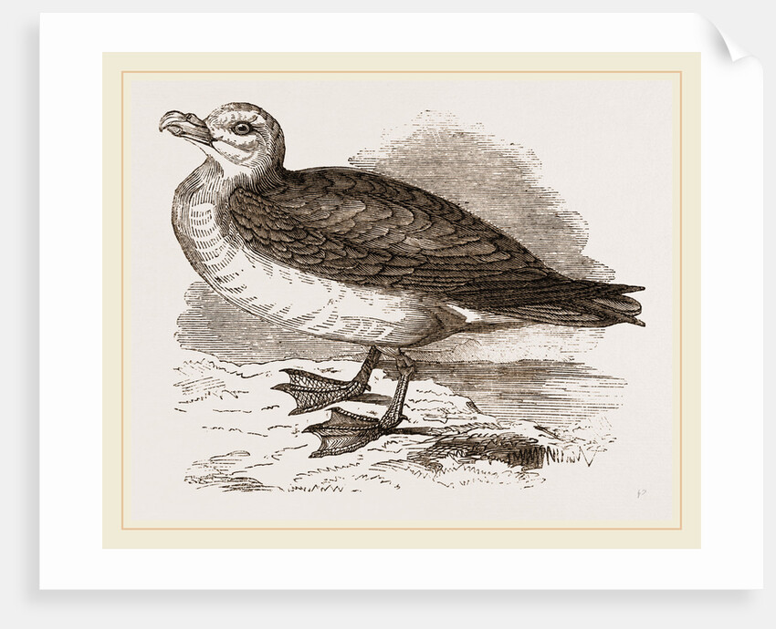 Fulmar Petrel by Anonymous